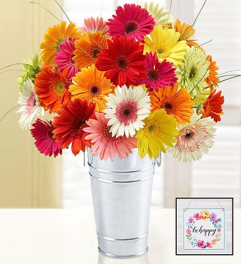 Happy Gerbera Daisies 12-24 Stems