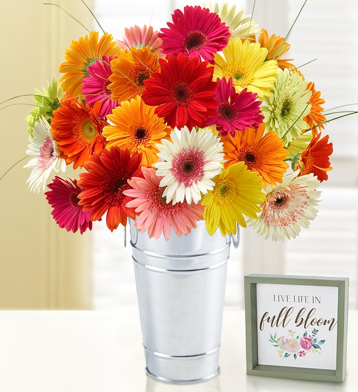 Happy Gerbera Daisies, 12 24 Stems