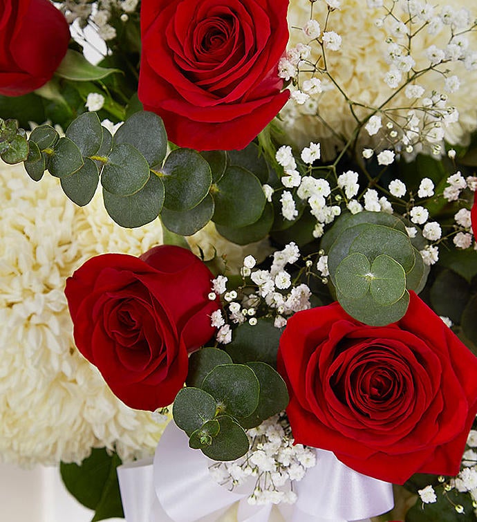 red and white rose images