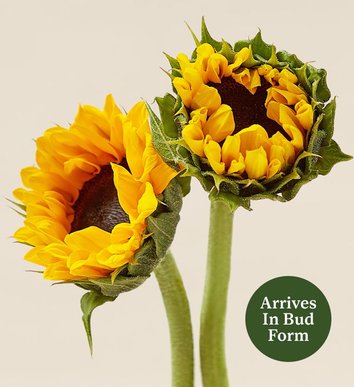 10 Stems Sunflowers: Save 25%