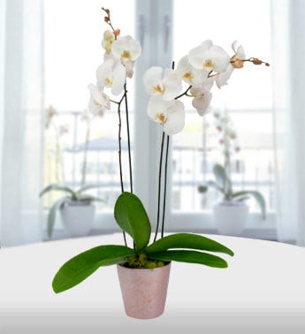 White Orchid