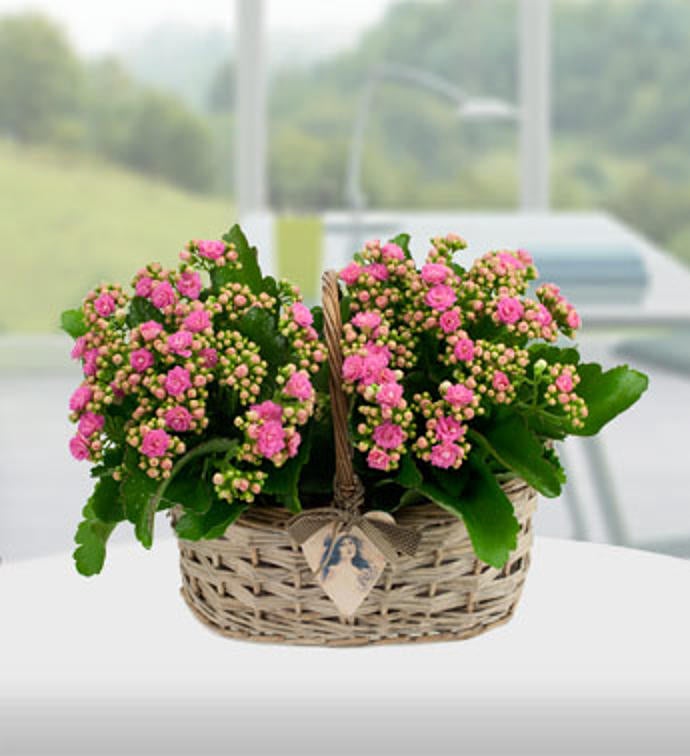 Kalanchoe Basket