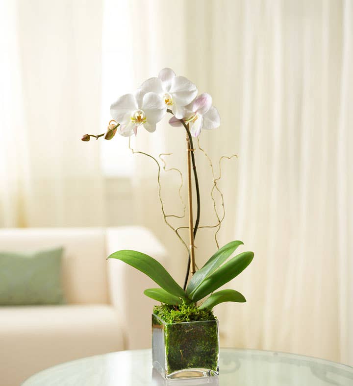 White Phalaenopsis Orchid for Sympathy