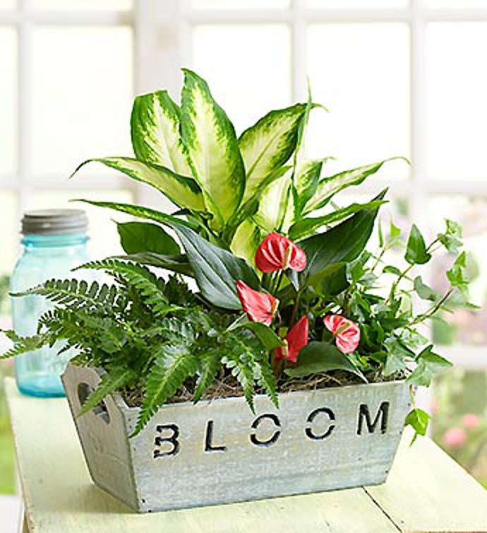 Arrangement of Plants