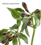 Beautiful Blooms Sympathy Bouquet