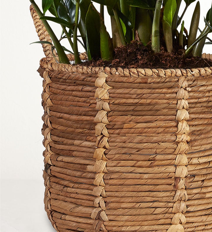 HGTV Home Red Maranta Prayer Plant