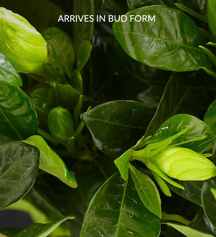 Blooming Gardenia Plant in Basket