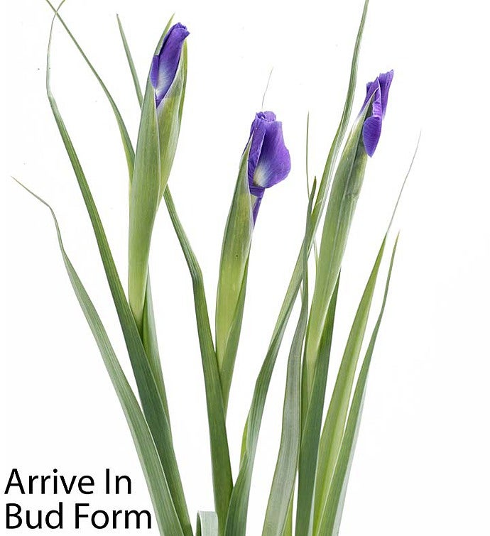 Fanciful Spring Tulip & Iris Bouquet