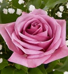 Rose Elegance™ Premium Long Stem Lavender Roses 