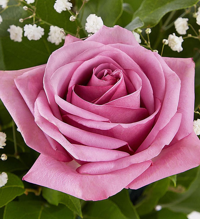 Rose Elegance™ Premium Long Stem Lavender Roses | 1800Flowers - 105257