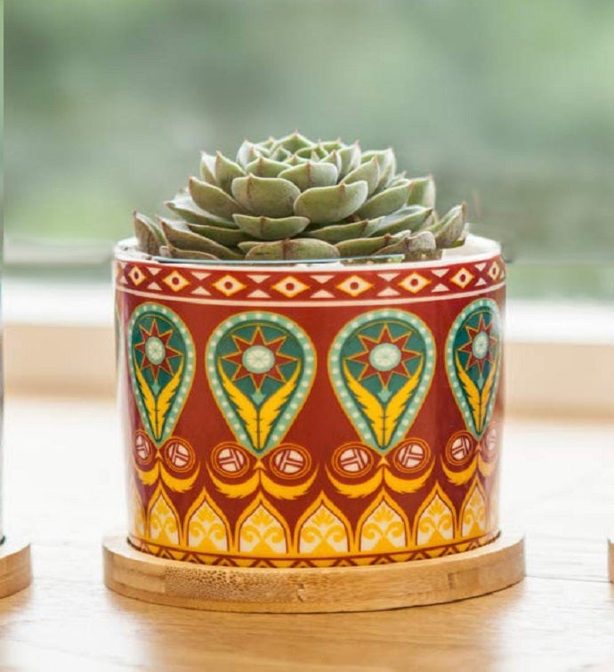 Succulent Plant In Colorful Ceramic Planter