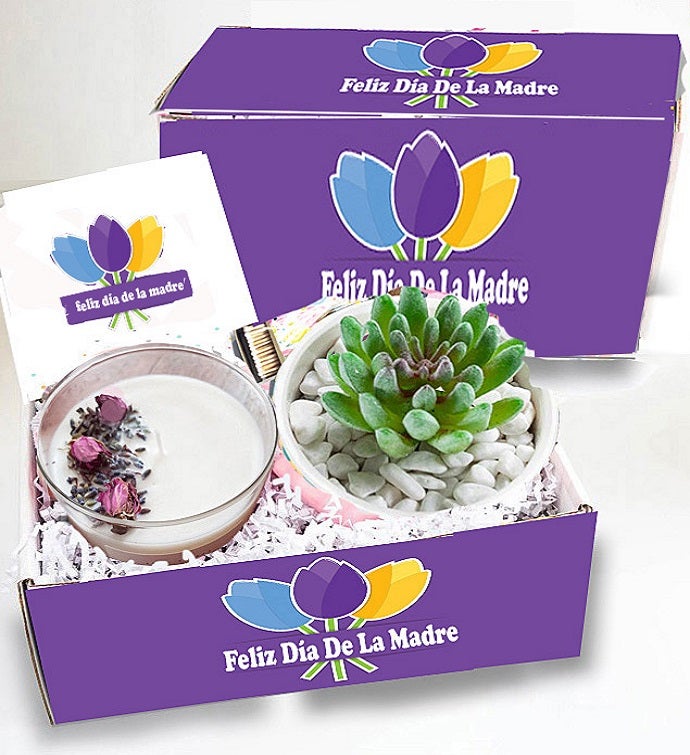 Feliz Día De La Madre Suculenta Caja