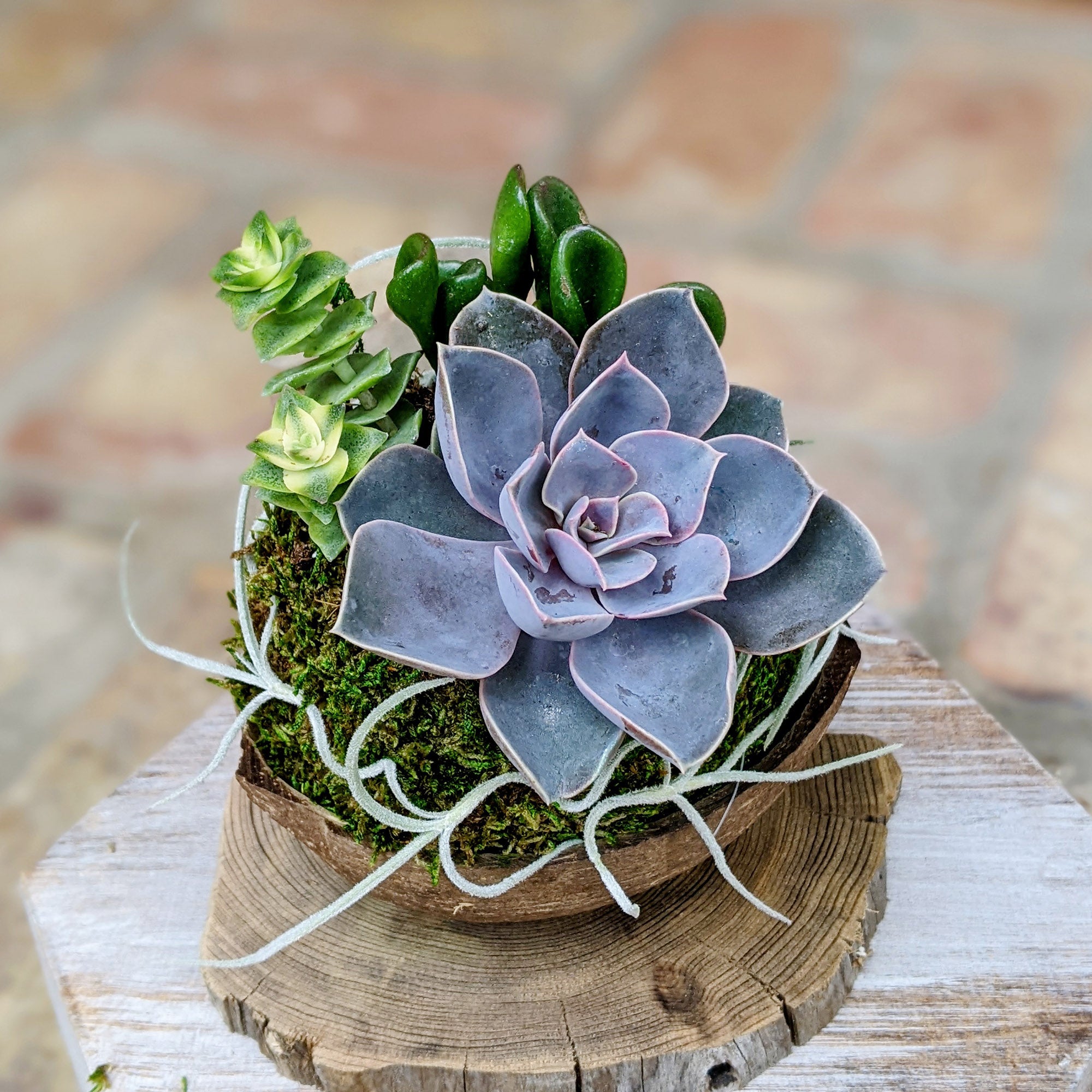 Live Succulent In A Coconut Shell 