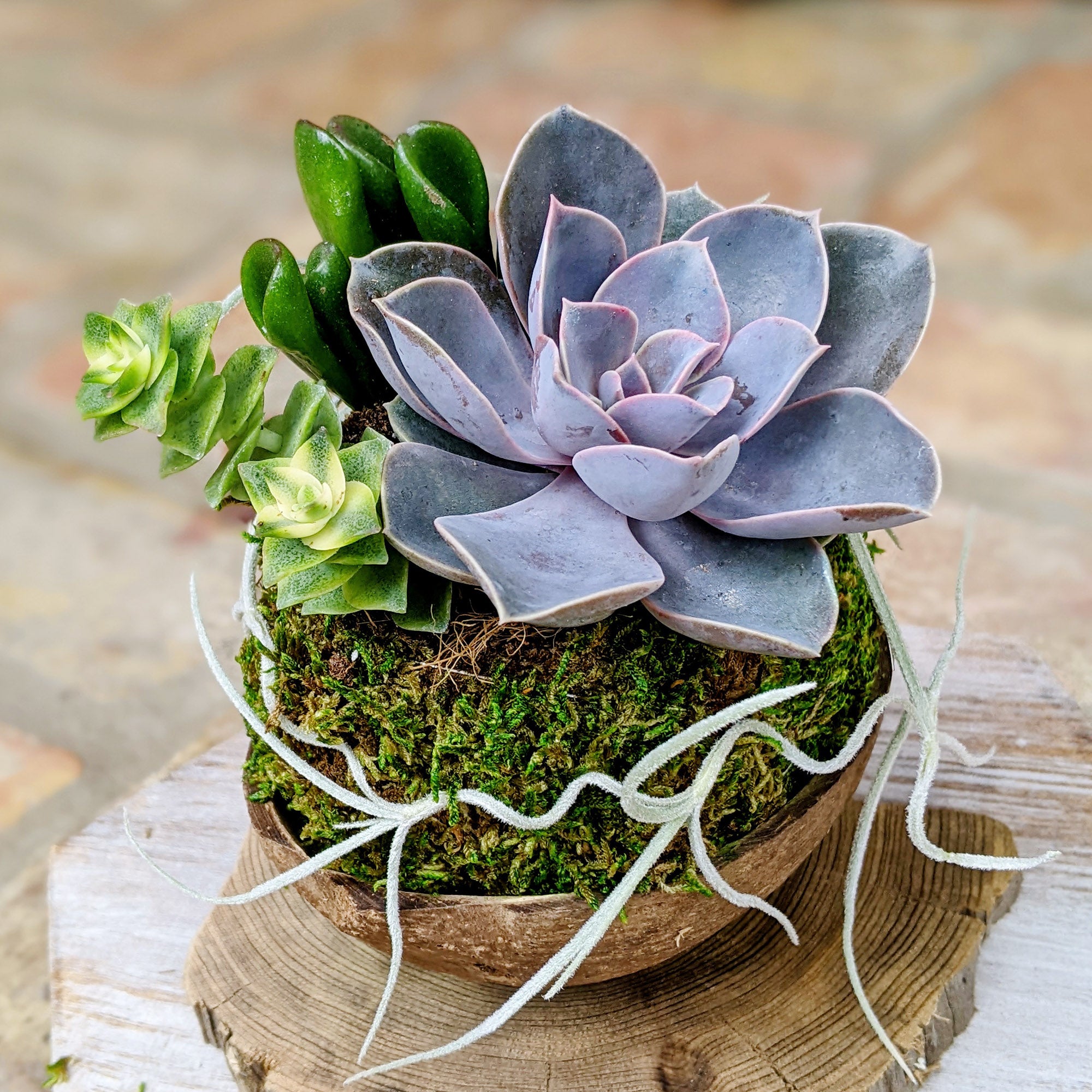 Live Succulent In A Coconut Shell 