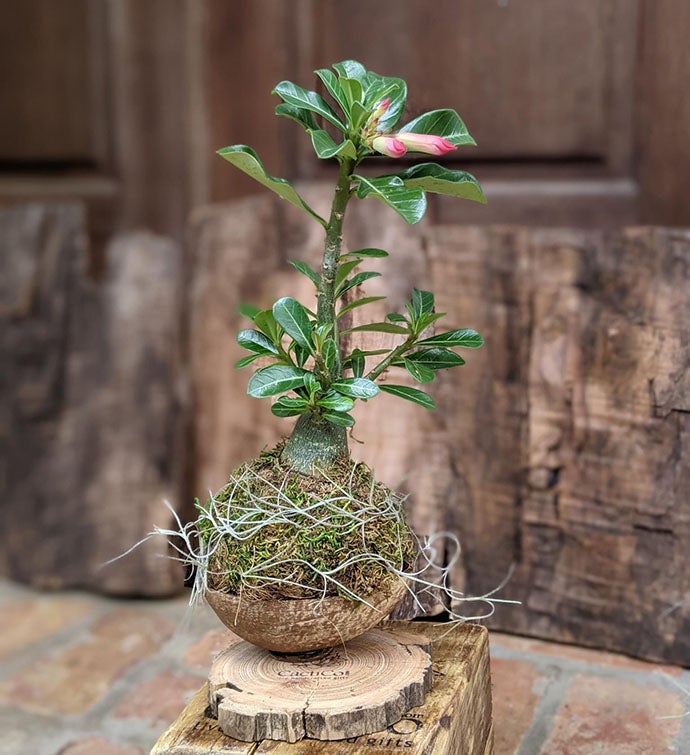 Desert Rose Succulent Gift In A Handcrafted Coconut Shell Pot