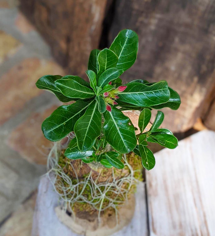 Desert Rose Succulent Gift In A Handcrafted Coconut Shell Pot