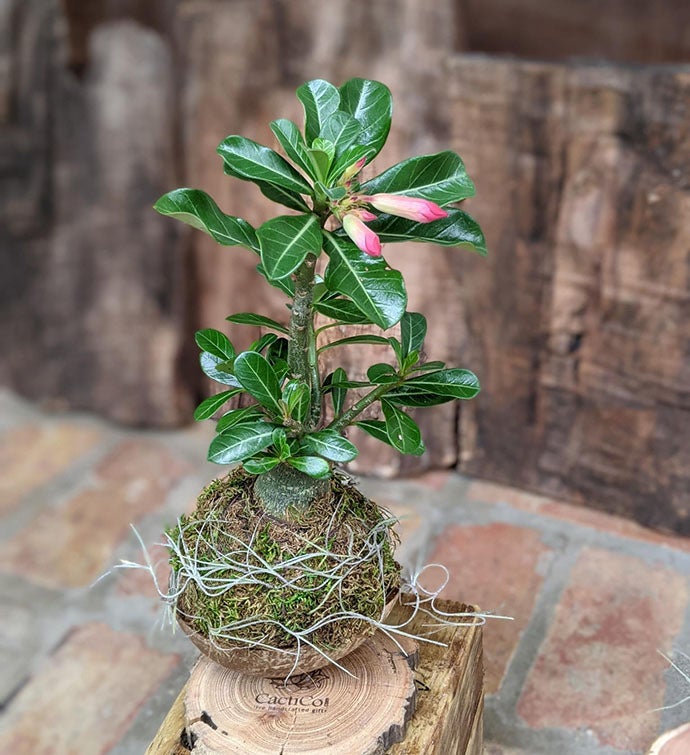 Desert Rose Succulent Gift In A Handcrafted Coconut Shell Pot