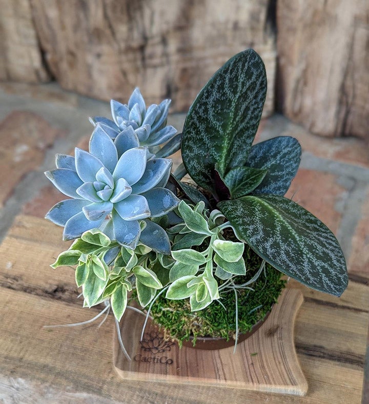 Live Succulents In A Coconut Shell