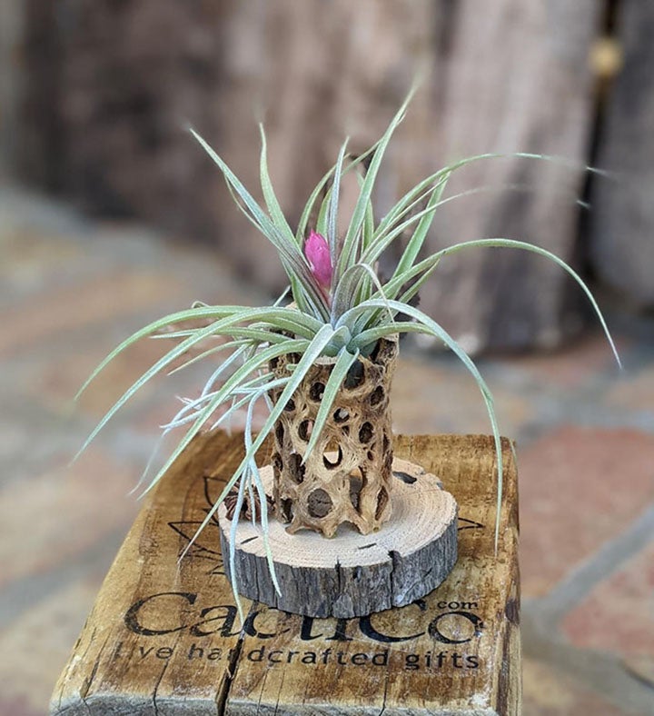 Blooming Large Air Plant Arrangement With Cholla And Driftwood