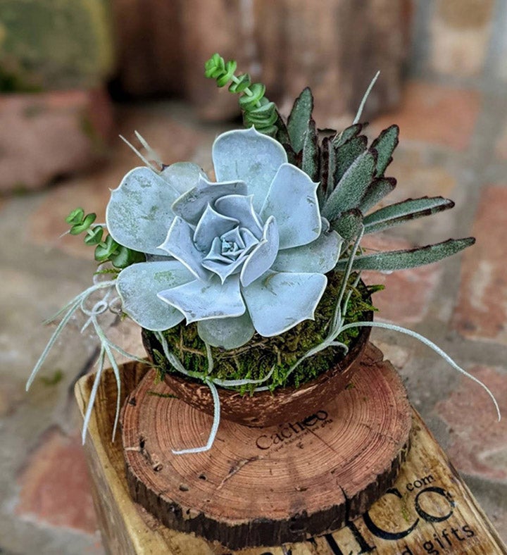 Live Succulent In A Coconut Shell Pot