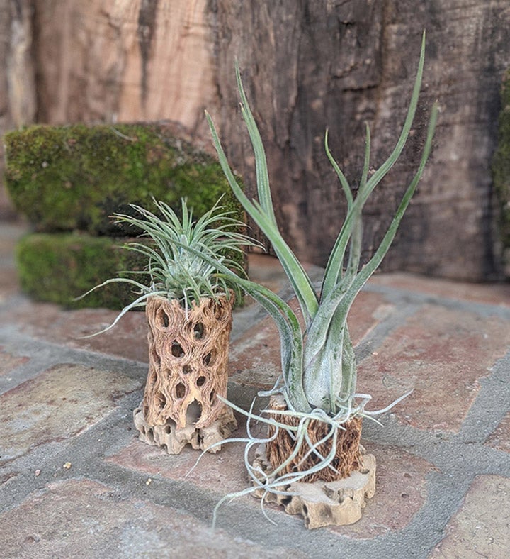 Live Air Plant Gift Set