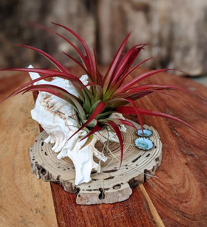 Live Air Red Plant Arrangement In A Sea Shell