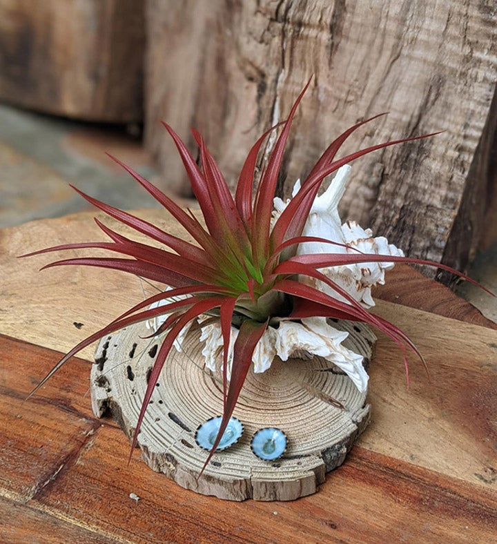 Live Air Red Plant Arrangement In A Sea Shell