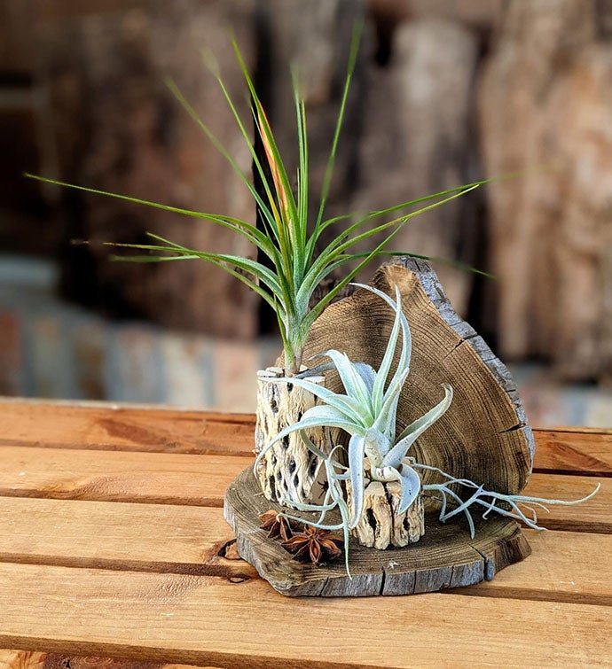 Handcrafted Live Air Plant Gift