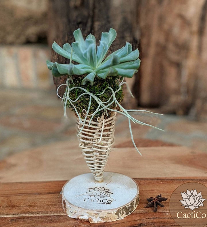 Live Succulent In A Vine Cone