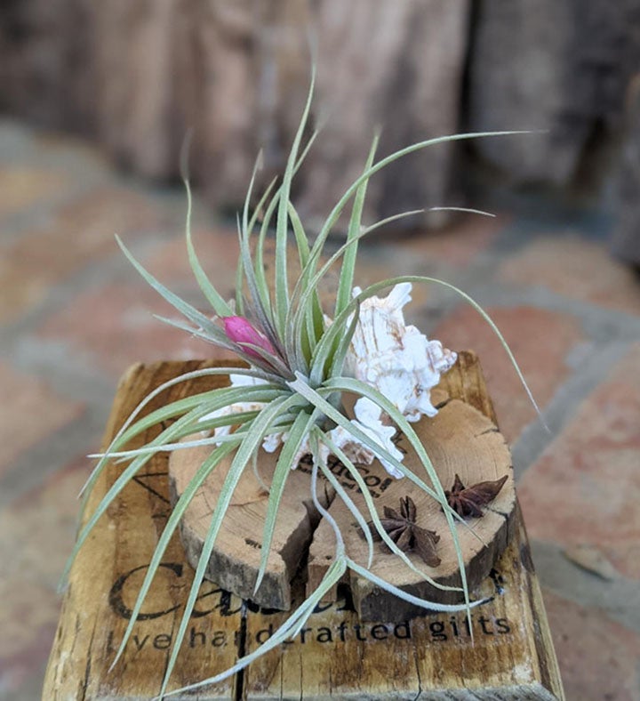 Blooming Air Plant A Seashell And Driftwood