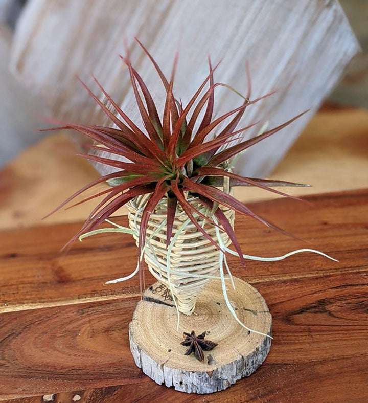 Large Red Air Plant In A Handcrafted Vine Cone And Driftwood Stand