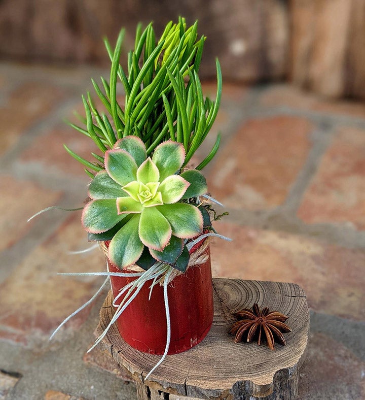 Live Succulent Arrangement In Handcrafted Bamboo Pot   Flower Gift