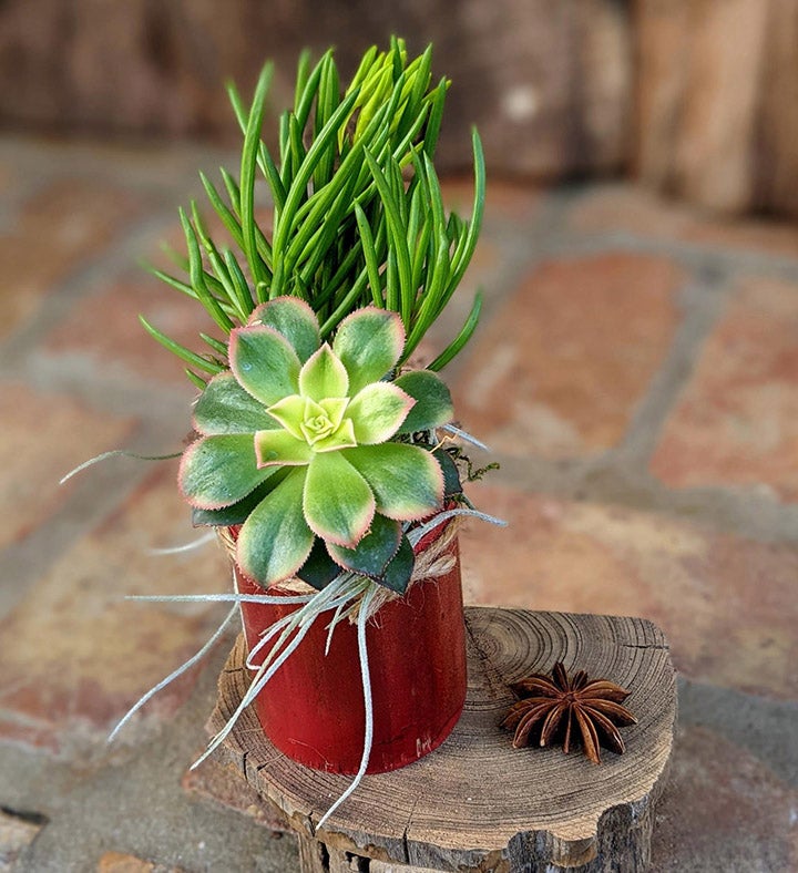 Handmade 4-Plant Live Succulent Arrangement in a Coconut Shell