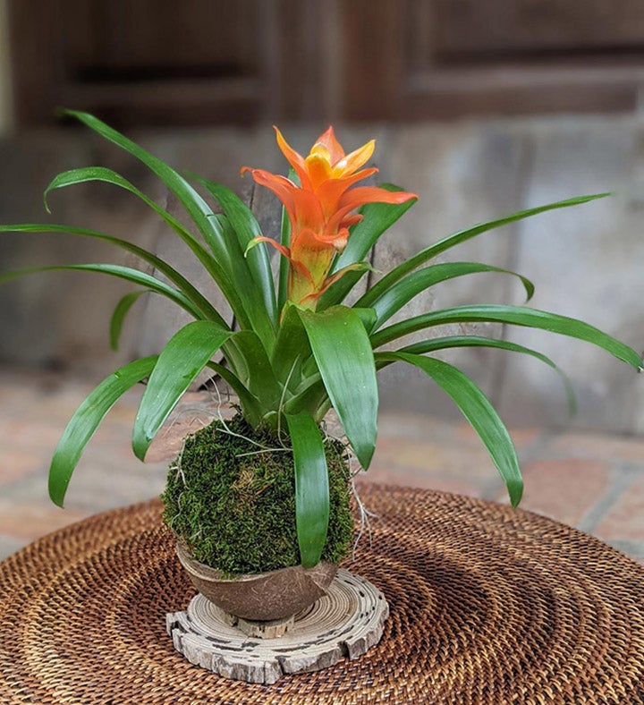 Bromeliad In A Coconut Shell