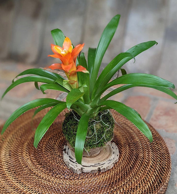 Bromeliad In A Coconut Shell
