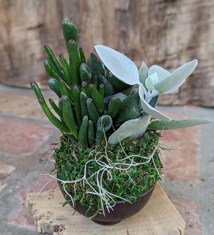 Succulents in a Coconut Shell Pot