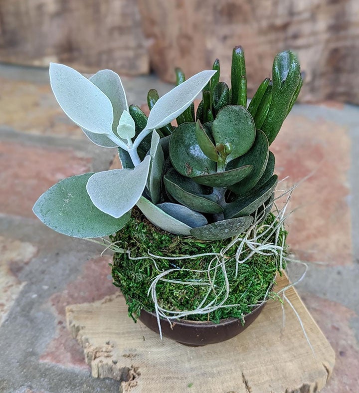 Succulents in a Coconut Shell Pot