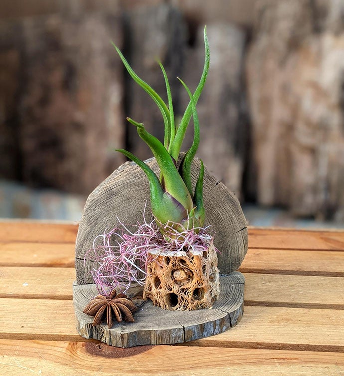 Air Plant Gift With Cholla Driftwood 