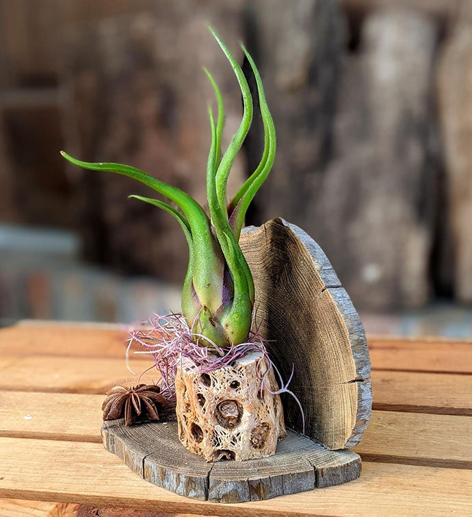 Air Plant Gift With Cholla Driftwood 