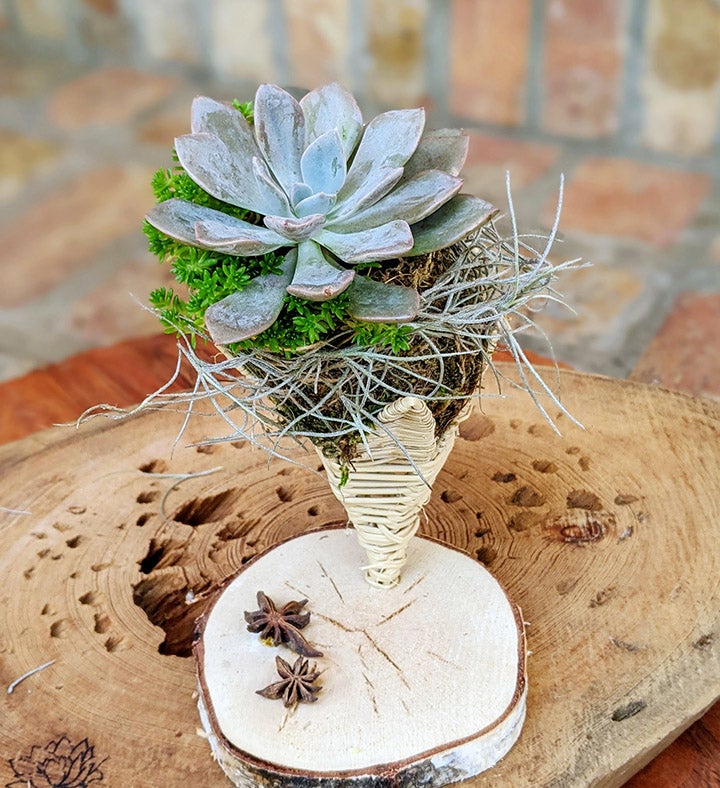 Live Succulent In A Vine Cone