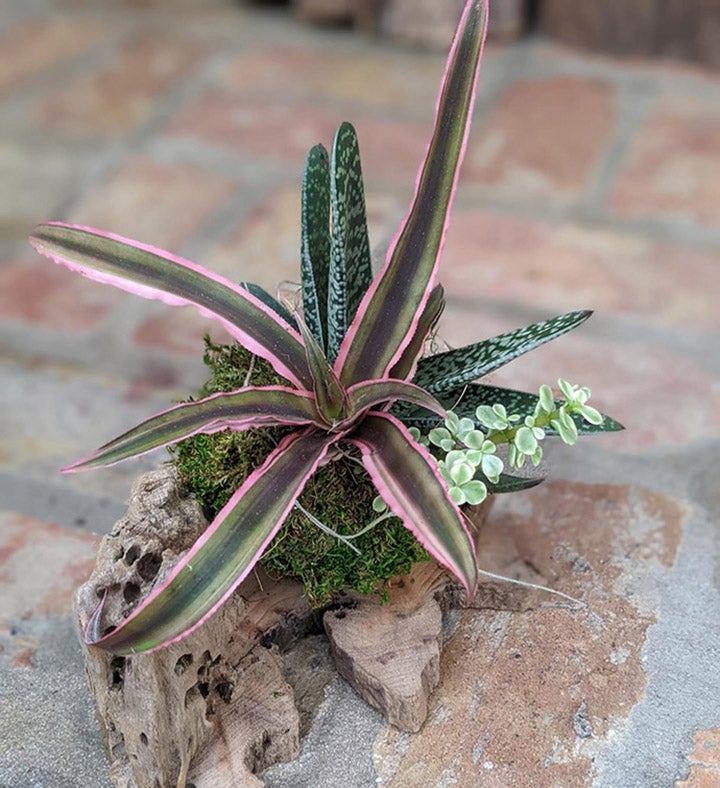 Live Succulent Arrangement In A Driftwood Setting