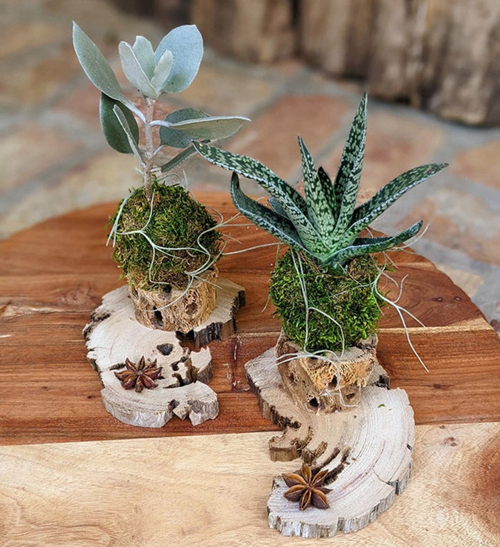 Live Succulents With Driftwood Stands