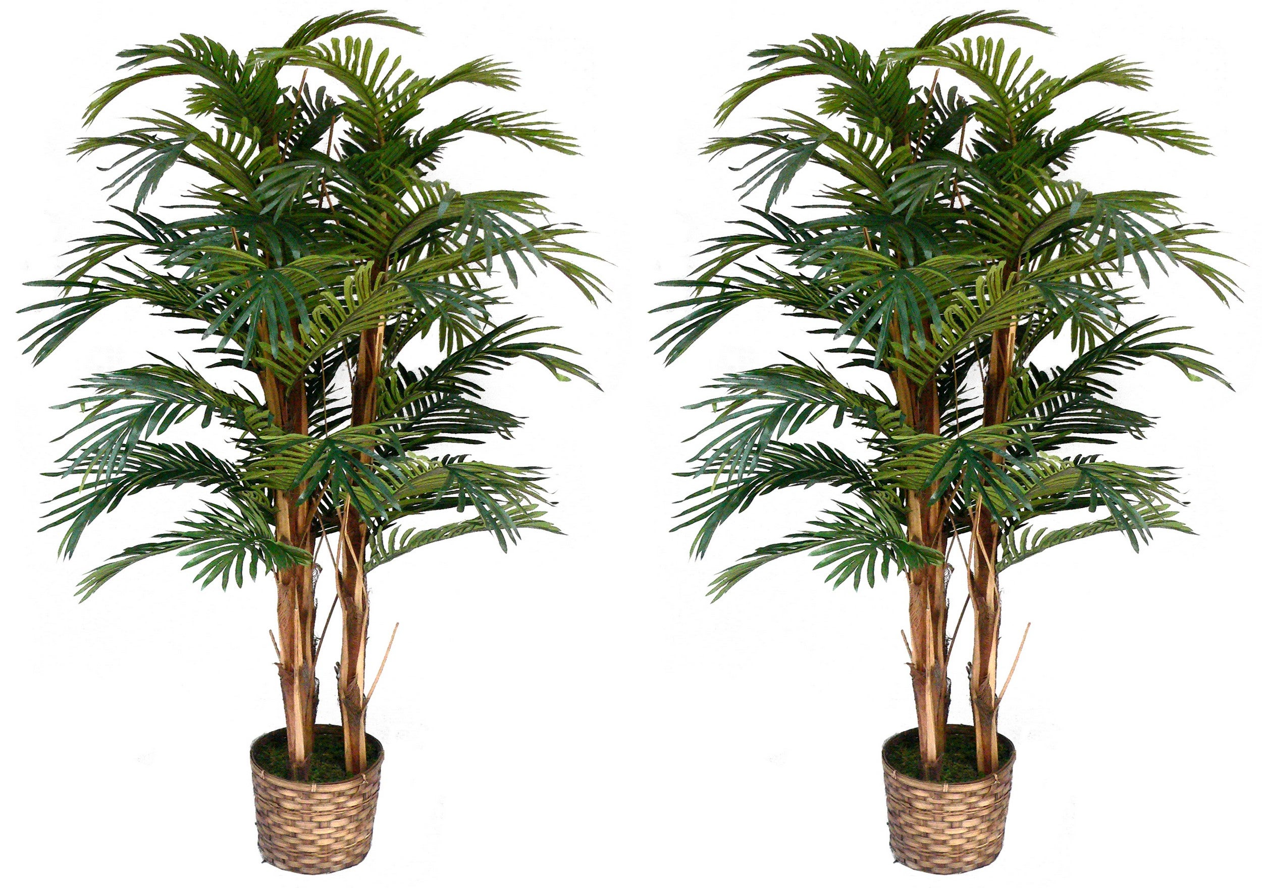 Palm Trees In Bamboo Wicker Planters