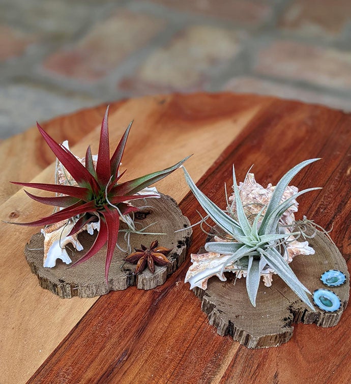 Two Live Air Plants With Seashells