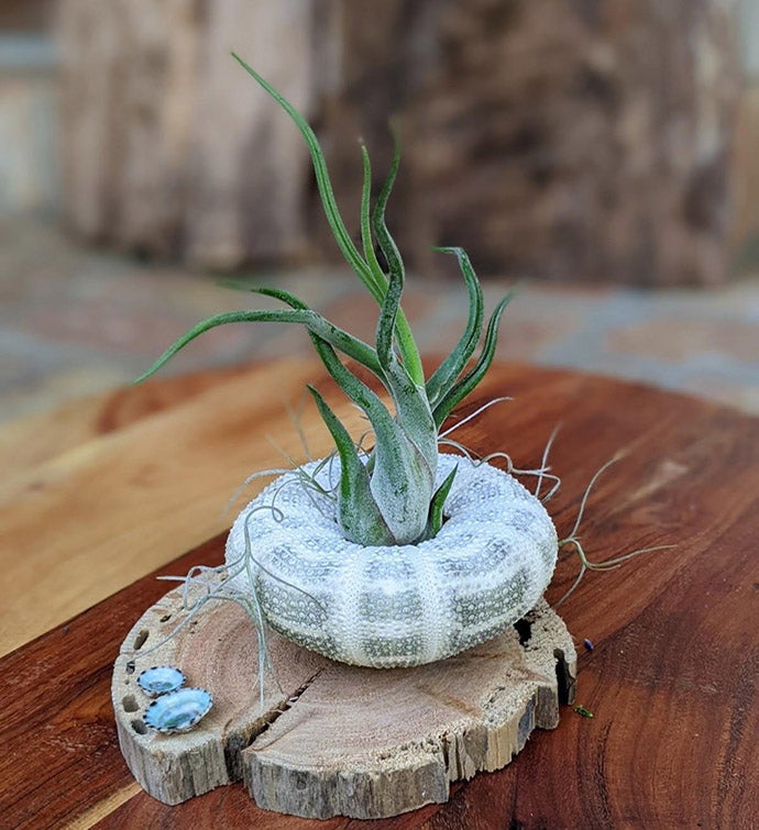 Large Air Plant With Seashell And Driftwood