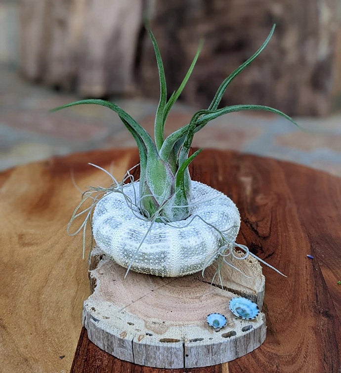 Large Air Plant With Seashell And Driftwood