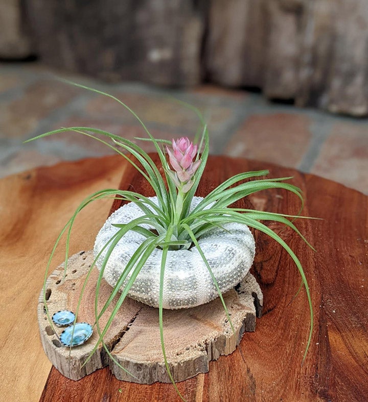 Blooming Air Plant Seashell And Driftwood