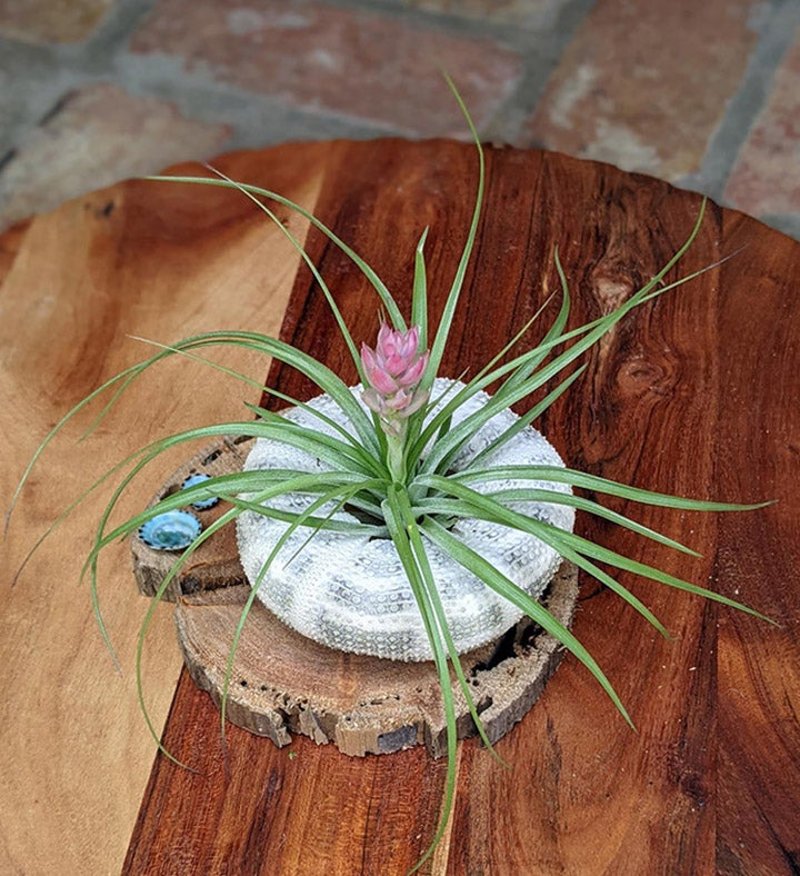 Blooming Air Plant Seashell And Driftwood | Marketplace | 1800Flowers