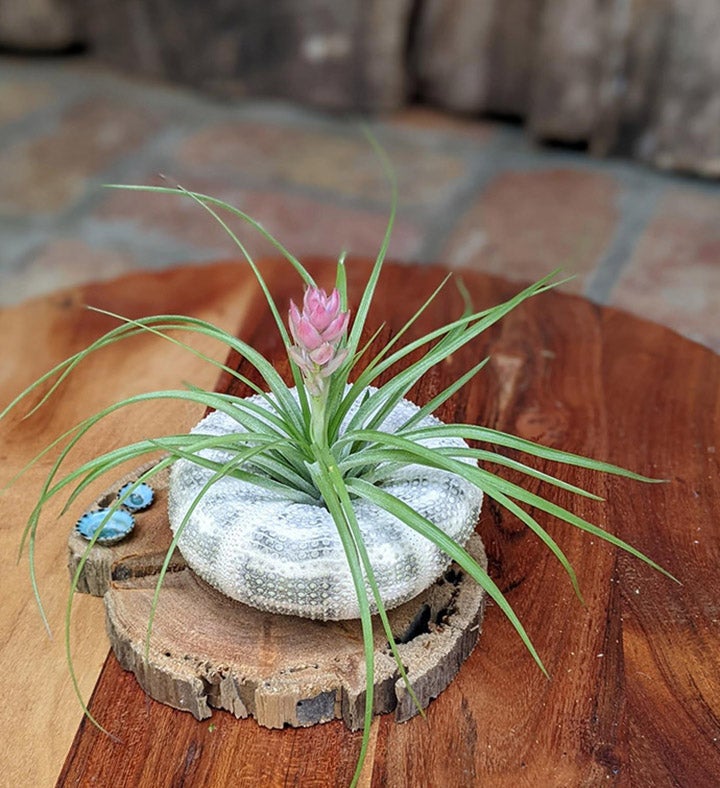 Blooming Air Plant Seashell And Driftwood | Marketplace