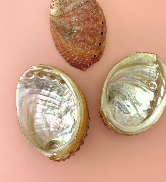 Abalone Sea Shell Smudge Stick Bowl Altar